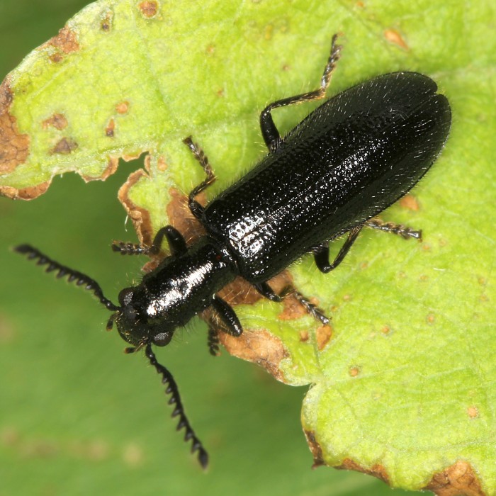 Holz-Buntkäfer (Tillus elongatus) - © Erwin Holzer Holz-Buntkäfer (Tillus elongatus) - © Erwin Holzer
